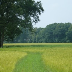 Natuurbegraafplaats ‘de Hoevens’