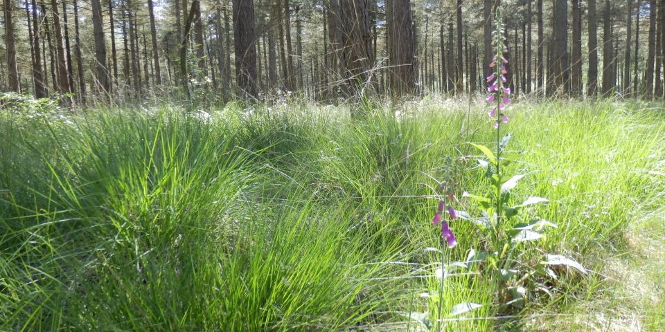 Natuurbegraafplaats Landgoed ‘De Utrecht’