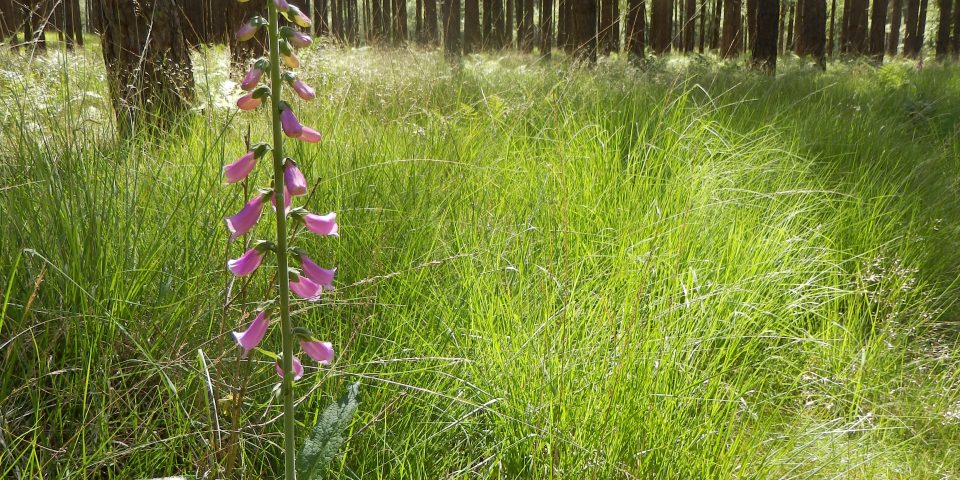 Natuurbegraafplaats Landgoed ‘De Utrecht’