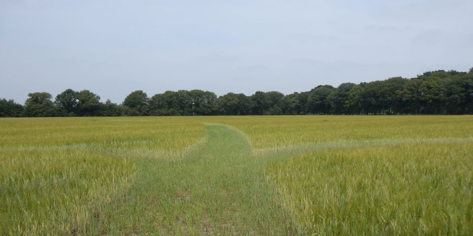 Natuurbegraafplaats ‘de Hoevens’