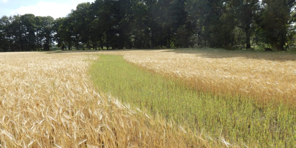 Natuurbegraafplaats ‘de Hoevens’