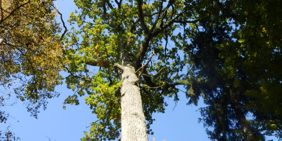 Werkbezoek oerbos Bialowieza (Polen)