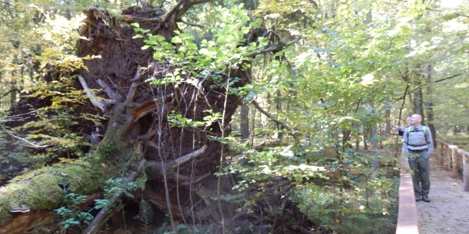 Werkbezoek oerbos Bialowieza (Polen)