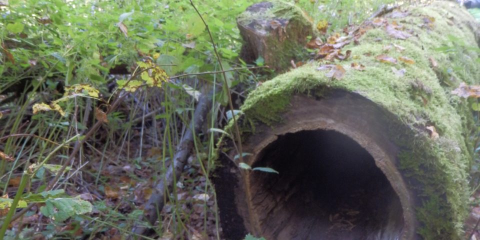 Werkbezoek oerbos Bialowieza (Polen)