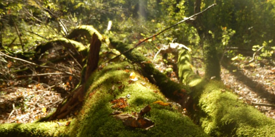 Werkbezoek oerbos Bialowieza (Polen)