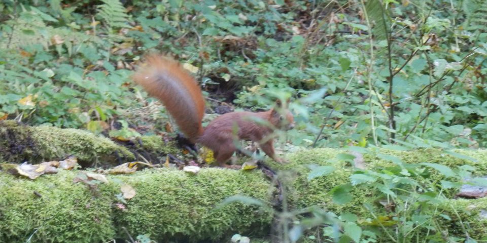 Werkbezoek oerbos Bialowieza (Polen)