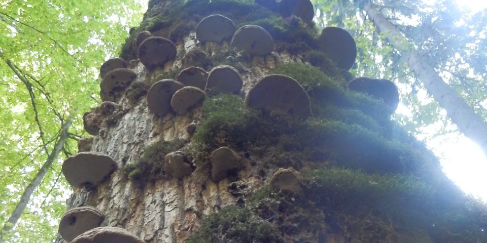 Werkbezoek oerbos Bialowieza (Polen)