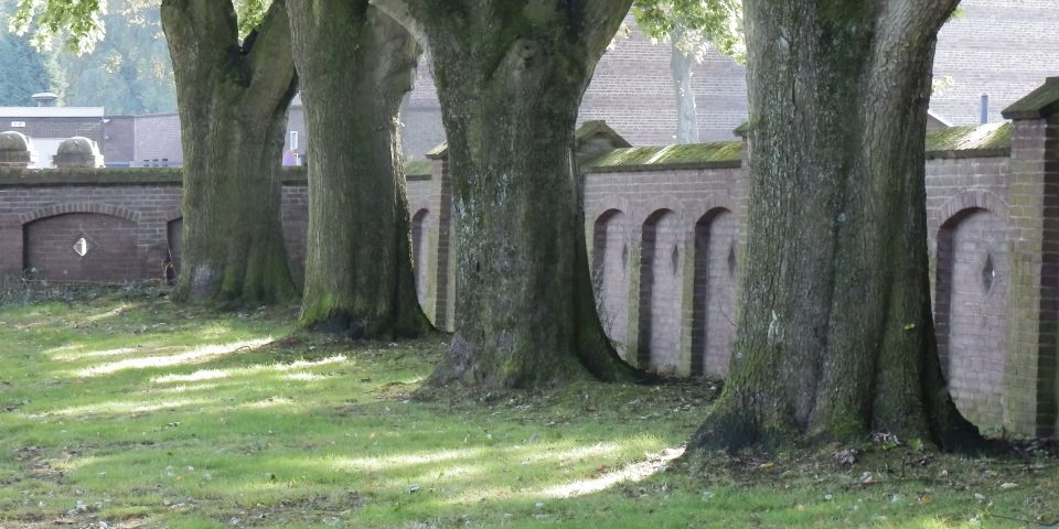 Groenimpuls voor Groenewoudseweg