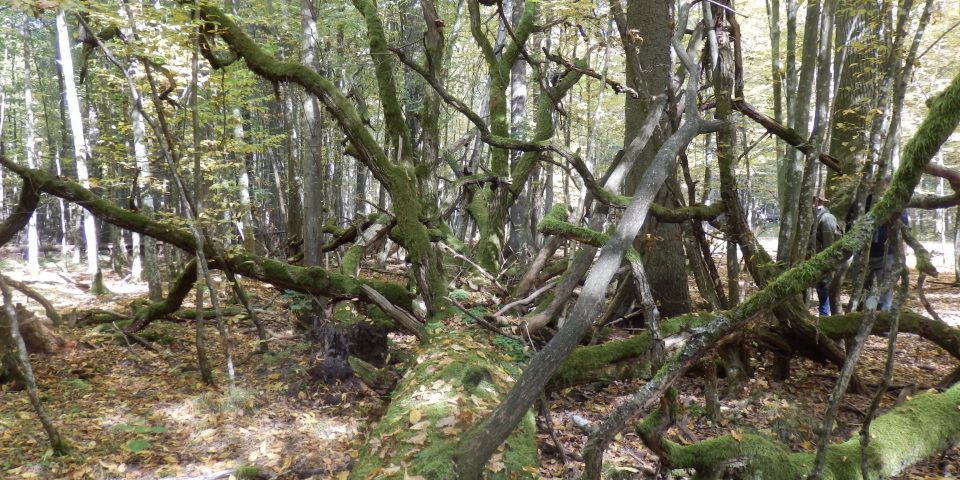 Werkbezoek oerbos Bialowieza (Polen)