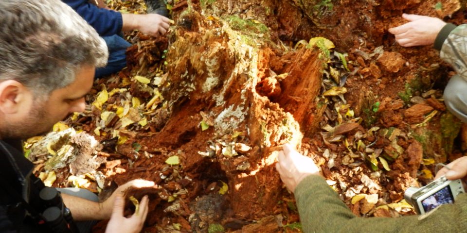 Werkbezoek oerbos Bialowieza (Polen)