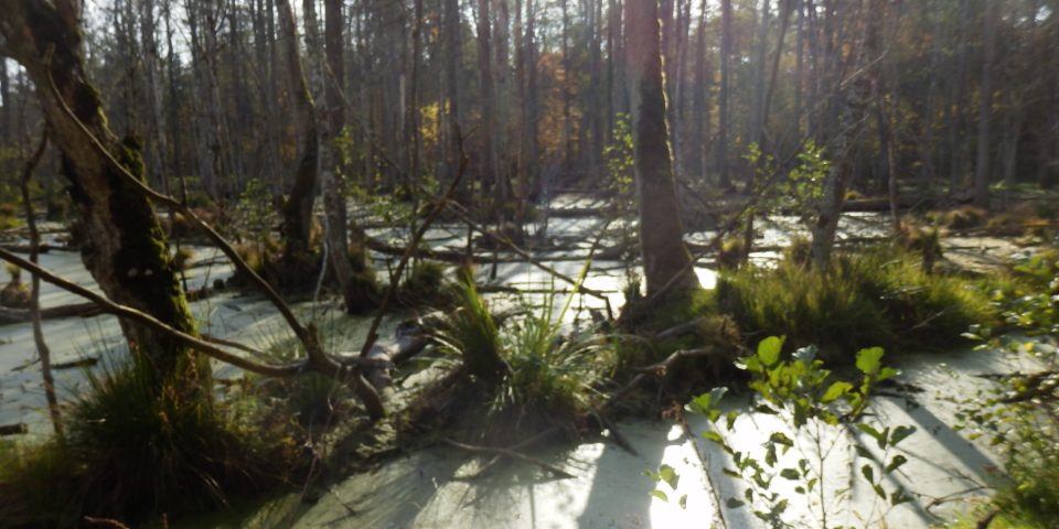 Werkbezoek oerbos Bialowieza (Polen)