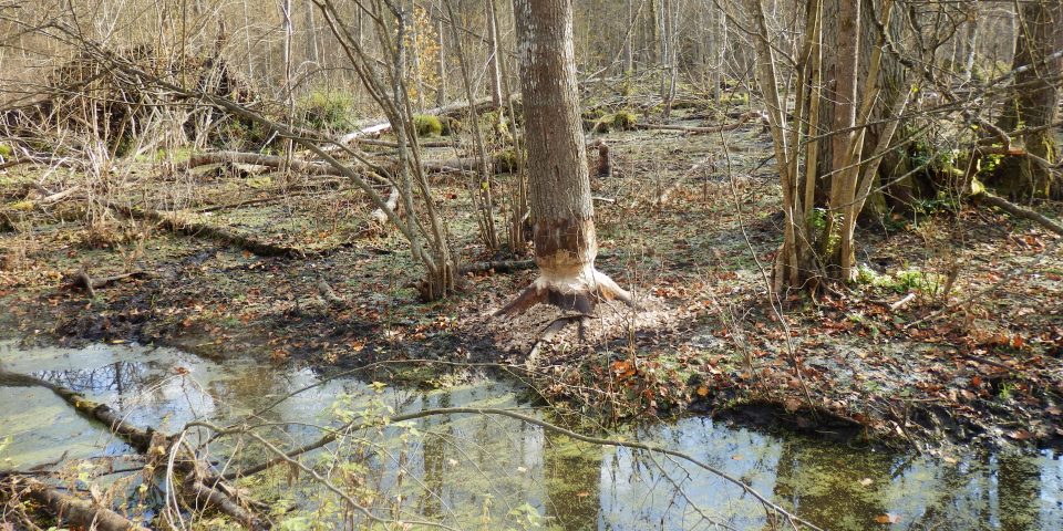 Werkbezoek oerbos Bialowieza (Polen)