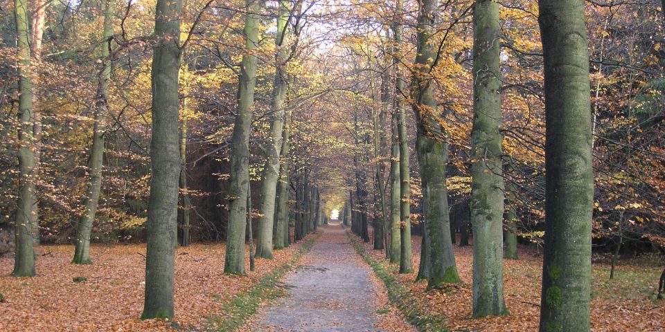 Natuurbegraafplaats Landgoed ‘De Polberg’